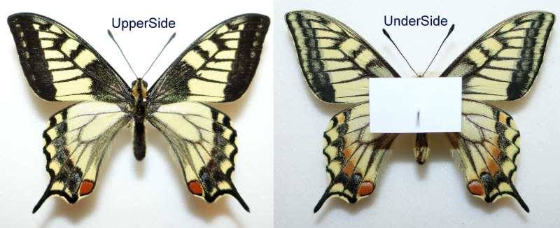 Papilio machaon hippocrates (aberrant, Japan) (Internet Image property of respective owner, non-commercial use only)